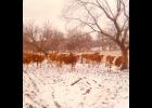 The Johnsons milked 22 Guernsey cows until Gary remodeled and expanded the barn in 1983 to increase the herd to 40 cows.