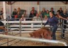 Emilia Radle smiled as she entered the ring with her 300-pound market barrow. The Mondovi FFA member’s entry went to the Animal Wellness Center of Buffalo Valley for $5 per pound.