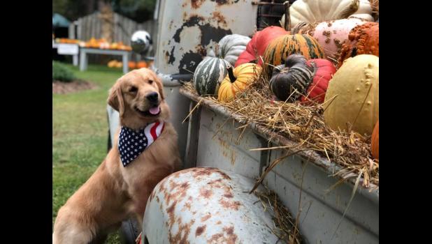 Riggs points out the pumpkins in the truck that is part of the décor at the Laufenberg Pumpkin Patch