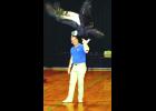 The sheer size of this condor at Sunday’s Birdman show at St. Felix Auditorium amazed the large crowd. 