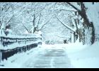 The iron fence next to Grace Episcopal Church frames this picture nicely, as the sidewalk along East 3rd Street waits for someone to walk through this Winter Wonderland.